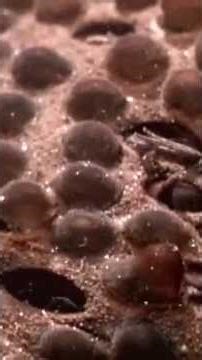 അമ്മ തവളയുടെ കരുതൽ ! Surinam Toad