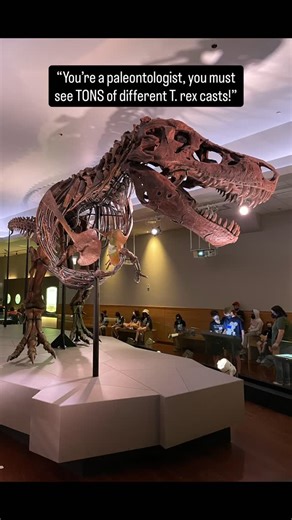 Andrew Schwartz on Instagram: "If you’ve ever seen a random T. rex skeleton in a museum, there’s a decent chance they are a cast. While many museums DO exhibit the genuine fossils within a mount, it’s often preferable to display scientific copies of the bones instead. They’re lighter and easier to mount, keep the original fossils safe/available for study, and can be produced for exhibition in multiple museums. So why do a lot of museums have casts of the SAME Tyrannosaurus individual? Stan the T