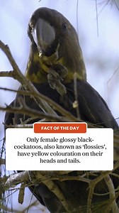 🔎 Did you know? Female glossy black-cockatoos (Calyptorhynchus lathami) are known as “flossies”. Females have yellow colouration on their heads with yellow and orange-red barring on their tails – distinguishing them from male glossy black-cockatoos who have black heads with plain red tail markings. 🎥 Alex Pike #ad #SavingOurSpecies #AusGeo #Birding #Cockatoo | Australian Geographic