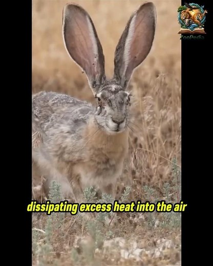 The Rabbit That Cools with Its Ears: Jackrabbit's Big Ear Secret! 🐇☀️ | Animal Adaptation