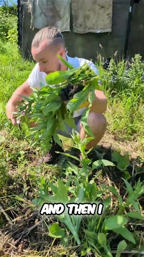 The Lazy Gardener’s Secret to Feeding Fruit Trees