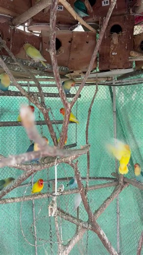 Exploring Cute Pakistani Love Bird Mutations in Aviary