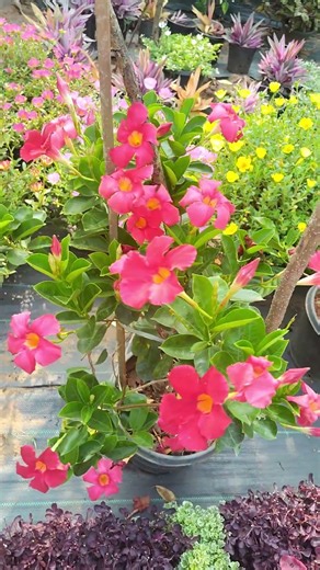 Red Mandevilla Flowers @Sreeplants18031