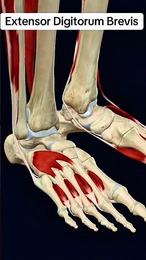 Extensor digitorum brevis #muscle #anatomy 🦵🦶