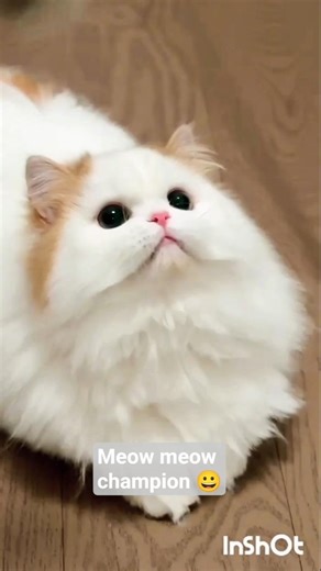 Why Kittens Melt Hearts instantly #shorts ‪@Pillupedia‬