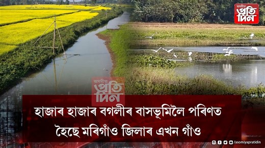 -হাজাৰ হাজাৰ বগলীৰ বাসভূমিলৈ পৰিণত হৈছে মৰিগাঁও জিলাৰ এখন গাঁও । -কেবাটাও পৰিয়ালে ৰক্ষণা-বেক্ষণ দিছে জাক-জাক বগলীক । #assam #AsomiyaPratidin #morigaon #assamforest #nature | Asomiya Pratidin