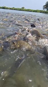 59M views · 430K reactions | মাছের খাবার দেওয়া হচ্ছে  #rellsfacebook #reals #fish #fishinglife #fishing #fb #bigfish #village #fishingtrip #fishandchips | Unity Farm | Facebook