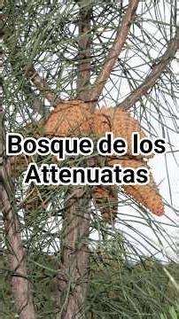 Bosque Attenuatas, Ensenada B.C. cpn %to Piso Hiking Club y Trotamundos Sin Bandera