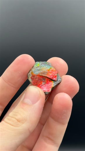 Check out the COLORS on this Ammolite from the Bearpaw Formation of Southern Alberta, Canada. Available 30 shipped! #Sterlingrocks #sterlingminerals #crystals #rocks #minerals #sexy #earthscience #gemsandminerals #natureisart #natural #mineralsofinstagram #rockshop #sell #forsale #sterlingminerals #nature #outdoors #art #crystals #16 | Sterling Mineral Imports