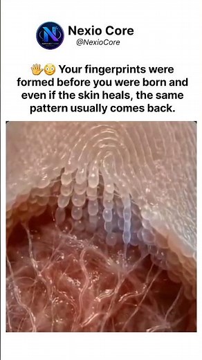 Why Your Fingerprints Always Come Back 😳🖐️