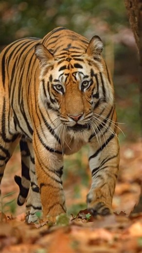Lords of the jungle: Powerful wild cats