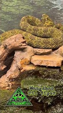 Meet the Mangshan Pit Viper — A Venomous Master of Camouflage