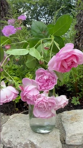 This is climbing rose ‘Jasmina’ (Korcentex) #gardenerben
