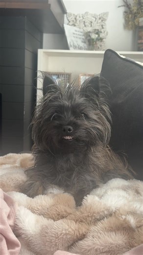 Understanding Dog Behavior: Teeth and Aggression