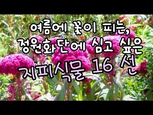 정원화단에 심고 싶은,여름에 꽃이 피는 화초인 지피식물 16선 추천