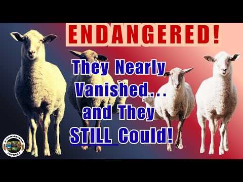 Imagine A SHEEP Breed So RARE, ALL Can Live on 100 Acres!
