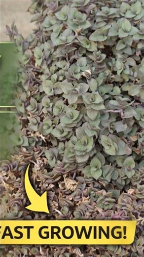 Callisia Repens Plant Repotting & Trimming 🌿 | Fast Growing Succulent #shorts