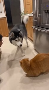 Cat Was Sleeping… Then THIS Happened 🥶😹 #cat #prank | Tiny Paws and Pranks