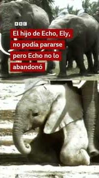 Echo: la elefanta que cambió la forma en la que vemos a estos enormes animales