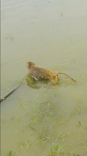 A group of monkeys swimming in the water. #monkey #animals