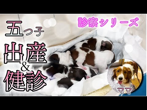 赤ちゃんコーイケルホンディエPart1 犬の妊娠診断と出生3日後の健診を獣医が解説 最後は癒されます！