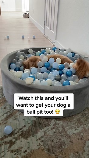 Dog Ball Pit Fun: Treat Your Pup to Endless Joy!