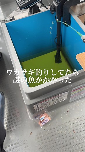 ワカサギ釣り中に出会ったブルーギルの驚き