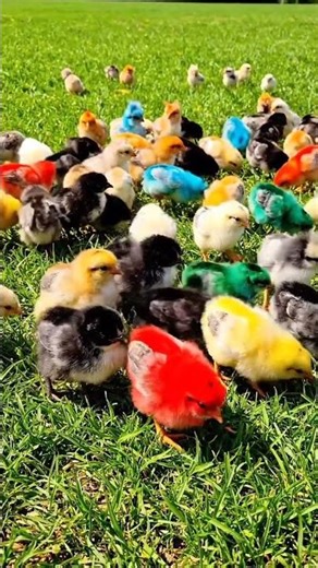 Colorful chicks 🐣🐥🐤😍 #cute #babychicks #babychicks #babychickens #chicks #chicksfeed #hijab #love