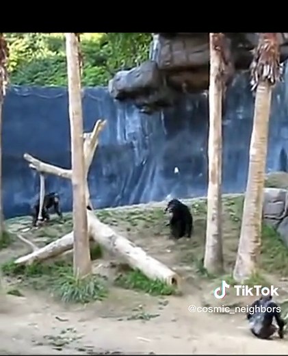 Funny and Angry Chimpanzee Compilation