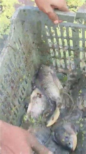 The Ultimate Test: Catching Fish with a Big Net in a Strong River Current​