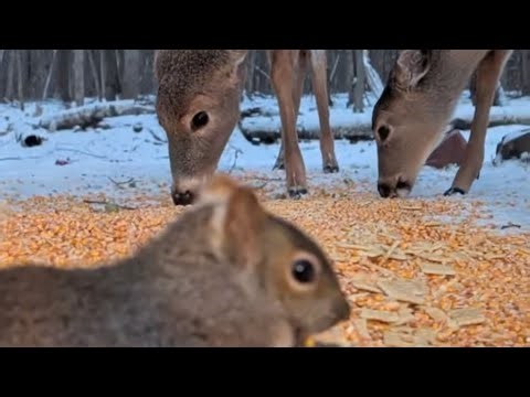 Just Ducking Around is live! Welcome to The Backyard, the best place for up-close animal action.