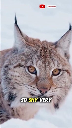 European Lynx – Austria’s Elusive Forest Cat | 4K Documentary