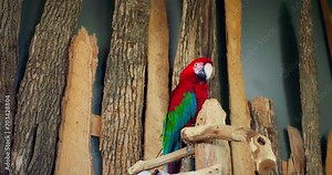 Green-winged Macaw in close-up with its vibrant plumage epitomizes exotic avian beauty. Green-winged Macaw marvel of nature Each feather of Green-winged Macaw reflects nature's palette.
