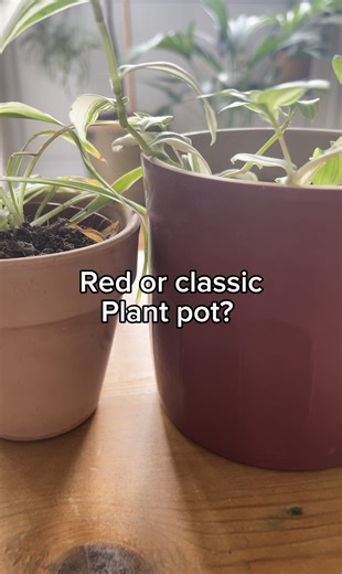 Watch #thisorthat home decor indoor plant pot red or terra cotta on Amazon Live
