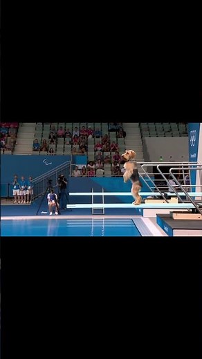 "Acrobatic Dogs Dive Like Olympians! 🐶💦 | You’ve Never Seen THIS at a Pool!"