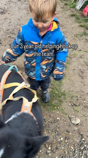 80 reactions · 11 comments | Kaladin loves helping with the dogs! Most of them grew up with him, so they’re always careful not to knock him over. Alaskan Huskies truly have the best personalities, hardworking and gentle. ❤️ #raisedbywolves #sleddogsofinstagram #alaska #workingdogs | Susitna Sled Dog Adventures - Rohn and Alyssa Buser | Facebook