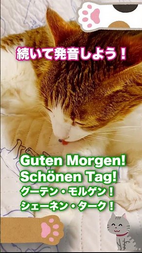 【猫×ドイツ語】朝の挨拶で学ぶ簡単ドイツ語｜Guten Morgen! Schönen Tag!