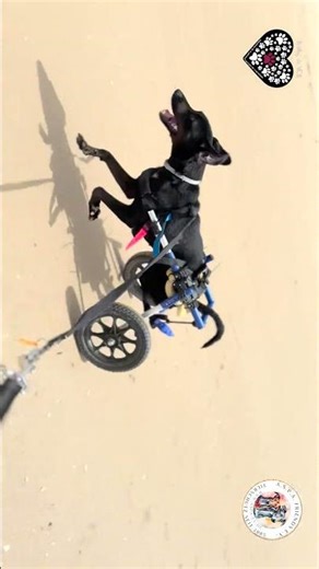 Regaliz ist gern flott unterwegs und hat Spaß 🥰🧡 liebevolles Zuhause gesucht🧡