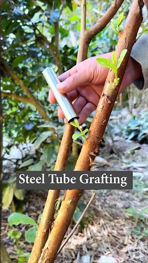 Easy Steel Tube Grafting Technique for Beginners #farmingtech