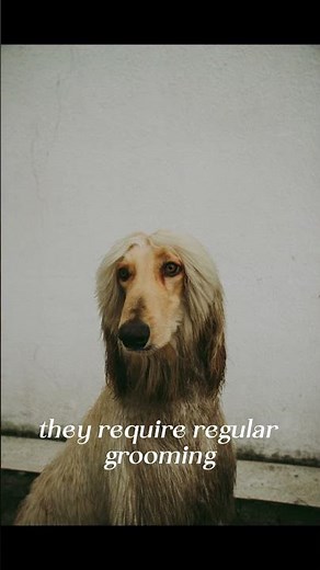 Enchanting Afghan Hounds: A Deep Dive into Elegance