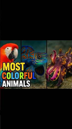 Top 10 Most Colorful Animals in the World 🌈 | You Won’t Believe #1’s Colors!