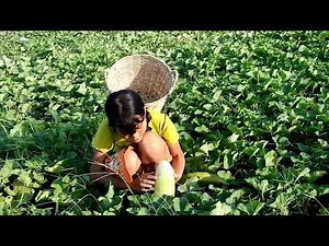 Beautiful girl Pick cucumber in her field near mountains-Eating delicious cucumber Fruit