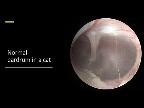 Normal eardrum in a cat [video otoscopy]