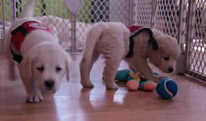 Netflix have made a documentary series all about dogs and our deep friendship with them