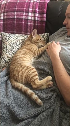 Cat Turns Into Dog, there a Canadian animal