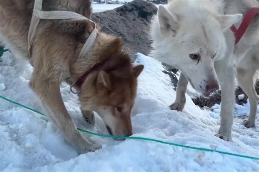 Watch the moment a Greenland sled dog steals AP camera