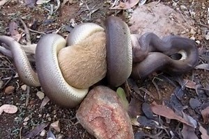 Australijoje pitonas surijo kengūrą