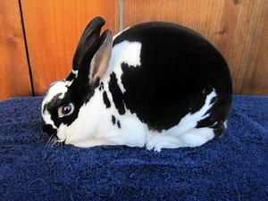 Mini Rex - Alchetron, The Free Social Encyclopedia