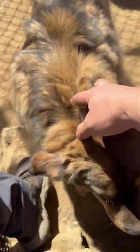 Travelers Playing with Himalayan Dog During Everest Base Camp Trek | Everest Dogs