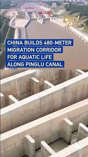 China builds 480-meter migration corridor for aquatic life along Pinglu Canal #coolchina